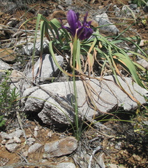 Iris filifolia