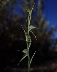 Pterostylis daintreana