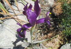 Iris filifolia