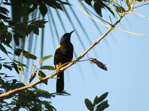Puerto Rican Oriole (Icterus portoricensis), photo 6