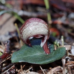 Corybas aconitiflorus