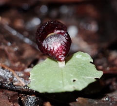 Corybas fimbriatus