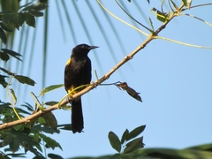 Icterus portoricensis