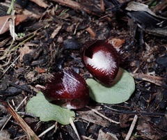 Corybas hispidus