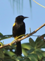 Icterus portoricensis