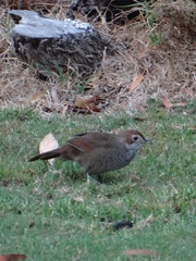 Dasyornis broadbenti