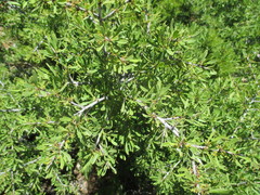 Rhamnus lycioides