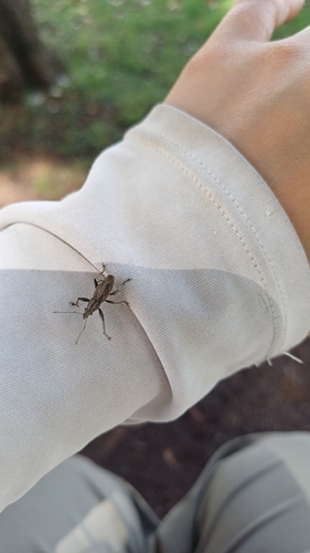 South American Fruit Tree Weevil