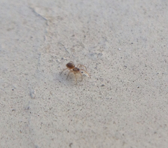 Araneae
