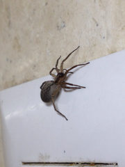 Araneae