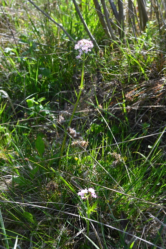 Marsh Valerian (Valeriana dioica)