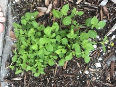 Calyptocarpus vialis