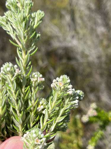 Phylica pinea, photograph 3