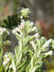 Phylica pinea, photograph (c) Dave U, some rights reserved (CC BY-SA)