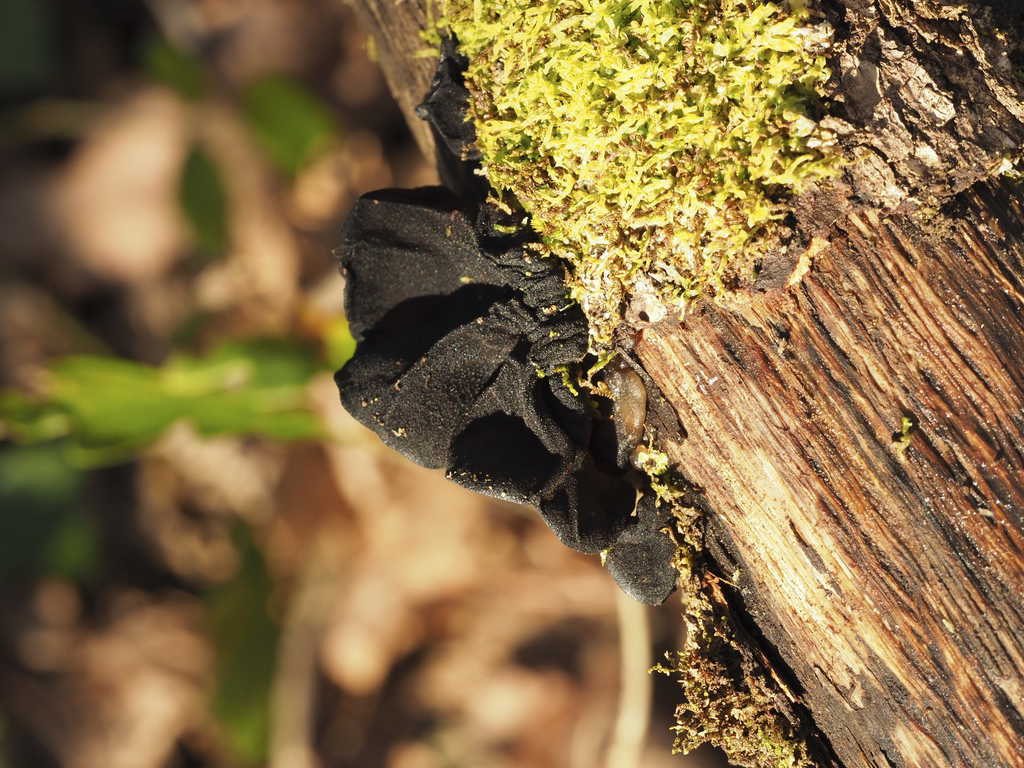 Exidia truncata · December 2025 · photo: © hosquillar (iNaturalist, cc-by)