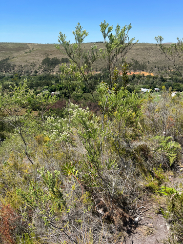 Phylica pinea, photograph 4