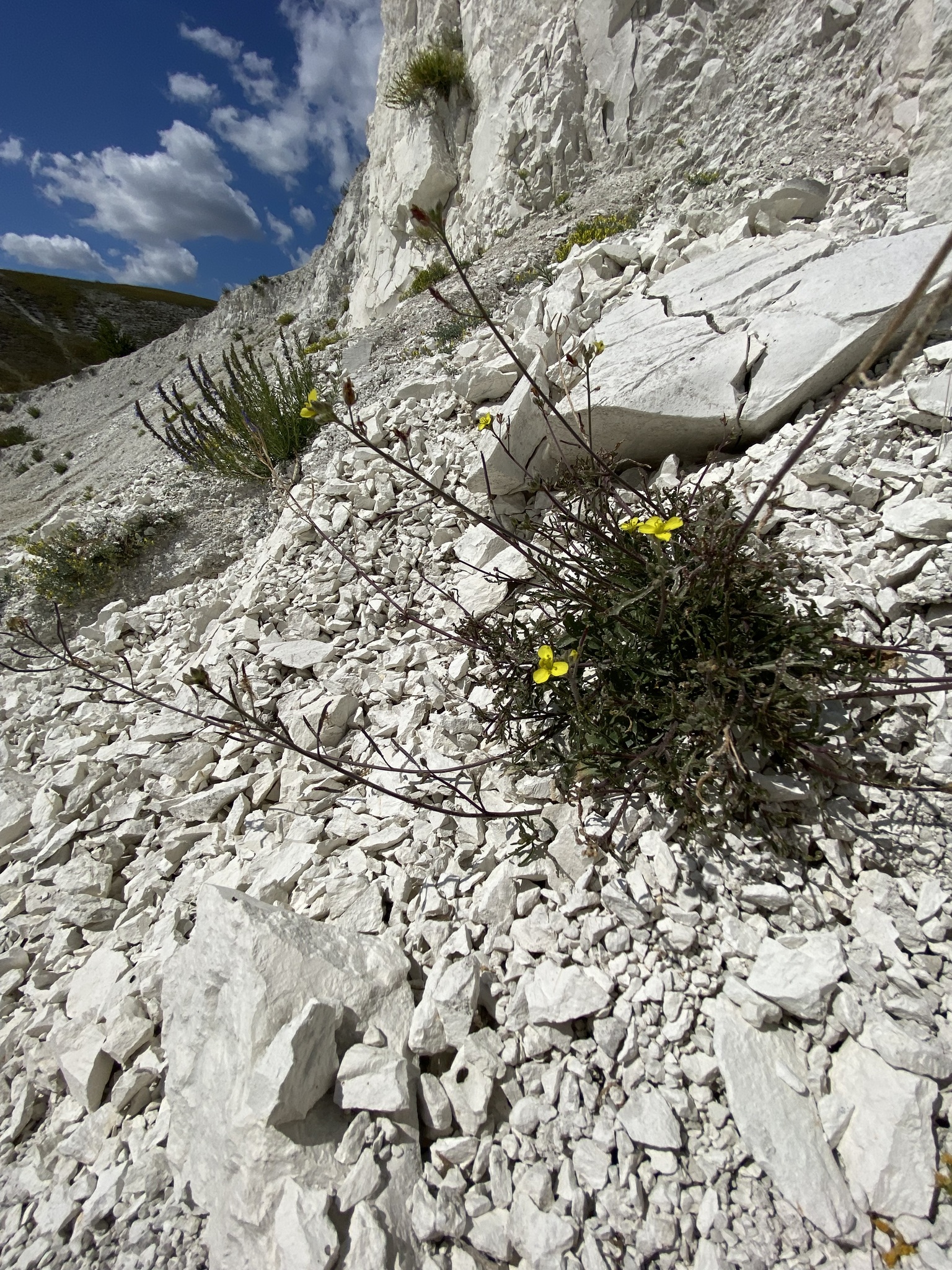 Diplotaxis cretacea