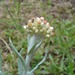 Jersey Cudweed - Photo (c) Wikimedia Commons, some rights reserved (CC BY-SA)