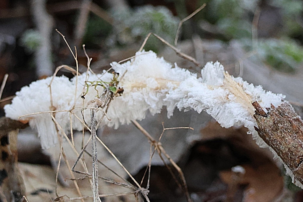 Exidiopsis effusa · December 2025 · photo: © ikelman (iNaturalist, cc0)