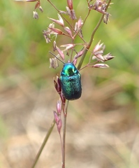 Aporocera viridis