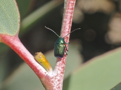Aporocera viridis