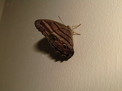 Magneuptychia