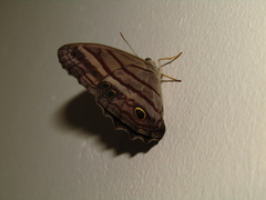 Magneuptychia
