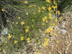 Genista umbellata