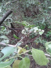 Randia obcordata