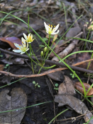 Nothoscordum image