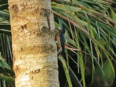 Melanerpes portoricensis