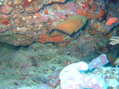 Pempheris