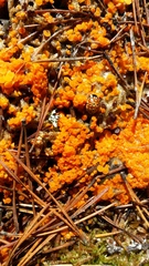 Pseudombrophila guldeniae