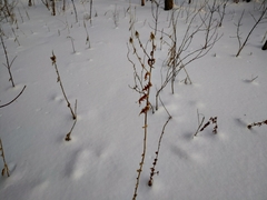 Echinops sphaerocephalus