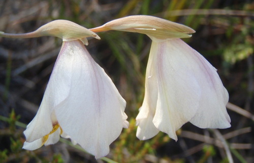 Image of Gladiolus patersoniae by (c) Nicola van Berkel, some rights reserved (CC BY-SA)