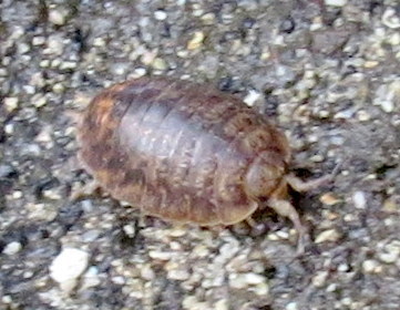 Alloniscus oahuensis