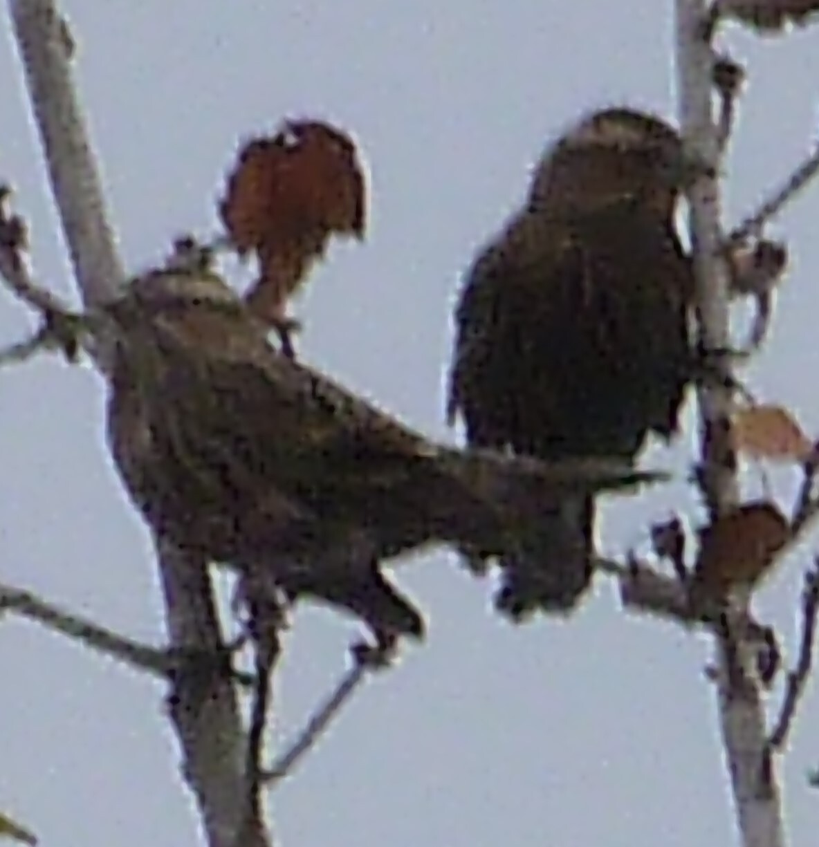 Agelaius phoeniceus (Linnaeus, 1766)