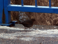 Turdus merula