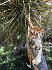 Tillandsia × floridana