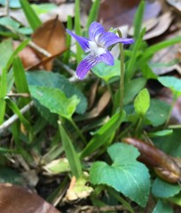 Viola edulis
