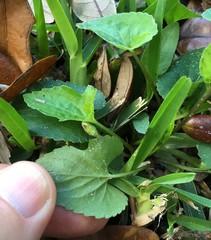 Viola edulis