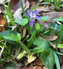 Viola edulis