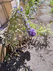 Echium vulgare