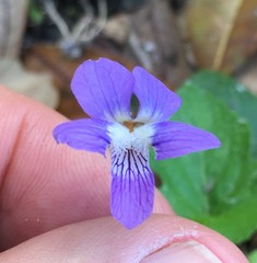 Viola edulis