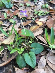 Viola edulis