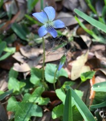 Viola edulis
