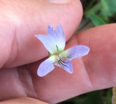 Viola edulis