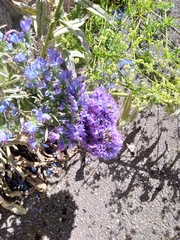 Echium vulgare