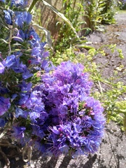 Echium vulgare
