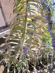 Echium vulgare